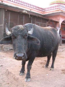 Indian Bull