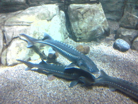 Downtown Aquarium Pics 